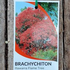 Brachychiton acerifolius / Flame Tree 200mm