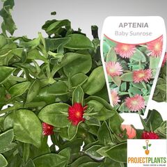 Aptenia cordifolia / Baby Sunrose 125mm