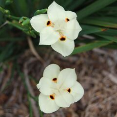 Dietes bicolor / Butterfly Iris 125mm
