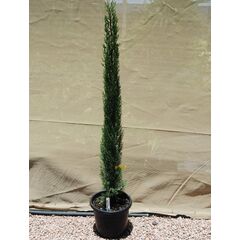 Cupressus sempervirens glauca / Pencil Pine 200mm
