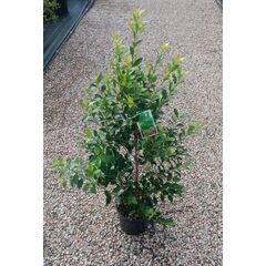 Syzygium Hinterland Gold / Lilly Pilly 200mm