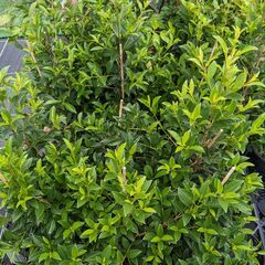 Syzygium Select / Lilly Pilly 200mm