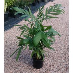 Chamaedorea seifrizii / Bamboo Palm 250mm