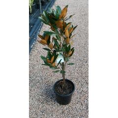 Magnolia grandiflora Little Gem 200mm