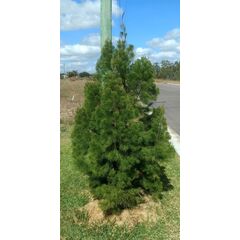 Gymnostoma australianum Christmas Tree / Daintree Pine 200mm