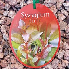 Syzygium Elite / Lilly Pilly 200mm