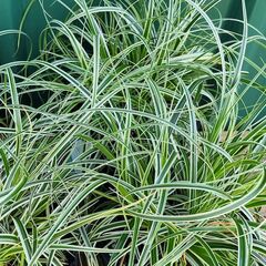 Carex Feather Falls 200mm
