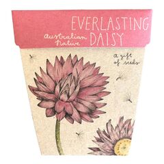 EVERLASTING DAISY - SOW'N'SOW