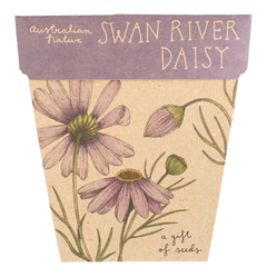 SWAN RIVER DAISY - SOW'N'SOW