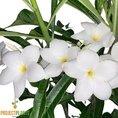 Plumeria pudica / Frangipani Bridal Bouquet 200mm