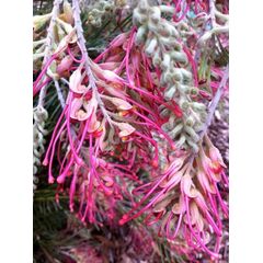 GREVILLEA BILLY BONKERS GRAFTED 300mm