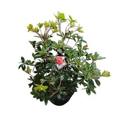 Rhododendron Vireya Red Mountain Basket 250mm