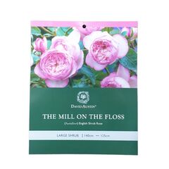 Rose The Mill On The Floss 300mm