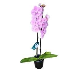 Orchid Phalaenopsis Double Large Pink Vein 105mm