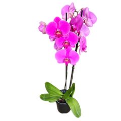 Orchid Phalaenopsis Double Large Purple 105mm
