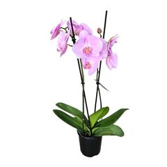 Orchid Phalaenopsis Double Large Pale Pink 105mm