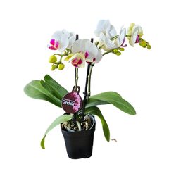 Orchid Phalaenopsis Double Short White/Pink 105mm