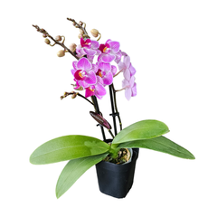 Orchid Phalaenopsis Double Short Purple Vein 105mm