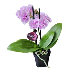 Orchid Phalaenopsis Double Short Pink Vein 105mm