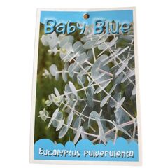 Eucalyptus pulverulenta Baby Blue 330mm