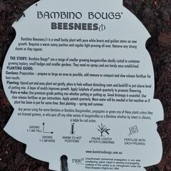 Bougainvillea Bambino Beesnees 140mm