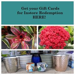 Gift Card - In Store redemption (25)