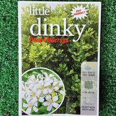 Murraya Little Dinky 140mm