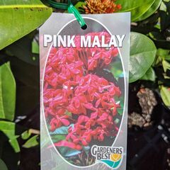 Ixora Pink Malay 140mm
