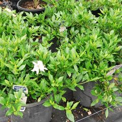 Gardenia Radicans / Dwarf Gardenia 125mm
