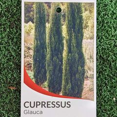 Cupressus sempervirens glauca / Pencil Pine 140mm