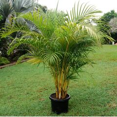 Dypsis lutescens / Golden Cane Palm 300mm