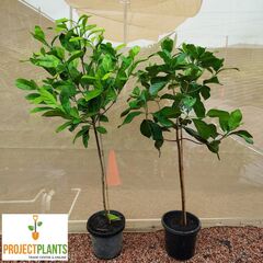 Atractocarpus fitzalanii / Brown Gardenia, Randia 300mm