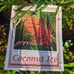 Grevillea Coconut Ice 140mm