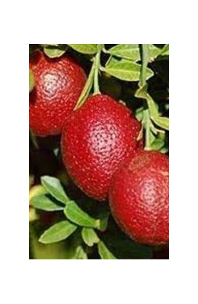 LIME NATIVE BLOOD RED CENTRE 200MM