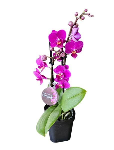 Orchid Phalaenopsis Double Short Purple 105mm