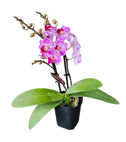 Orchid Phalaenopsis Double Short Purple Vein 105mm