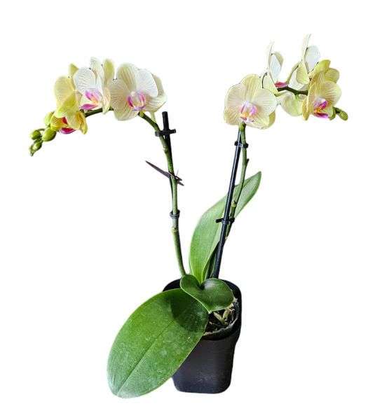 Orchid Phalaenopsis Double Short Yellow Vein 105mm