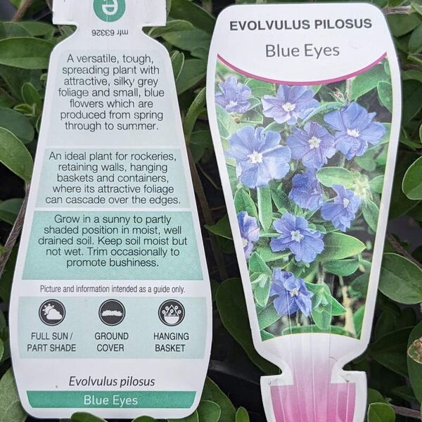 Evolvulus pilosus / Blue Sapphire Blue Eyes 125mm