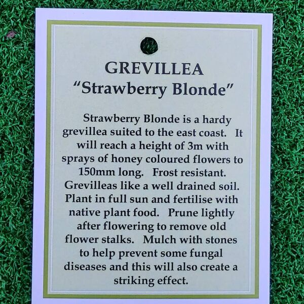 Grevillea Strawberry Blonde 140mm