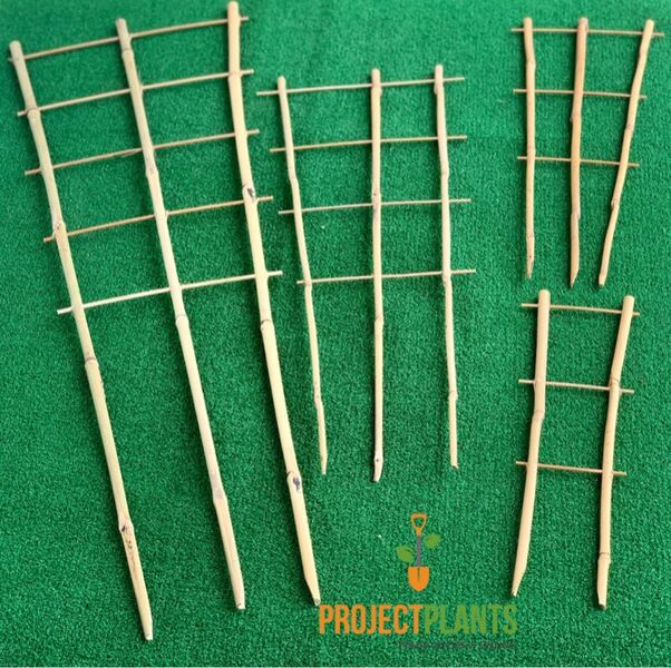 Bamboo Trainer (35cm)